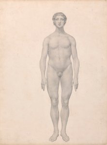 Menschliche Figur, vordere Ansicht, unzerlegt (fertige Studie für Tabelle VI) von George Stubbs