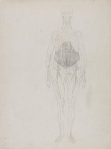 Menschliche Figur, Vorderansicht, aus 
