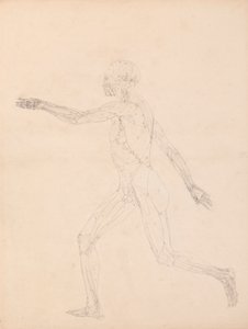 Menschliche Figur, Seitenansicht (für die Schlüsselfigur zu Tabelle XIII) von George Stubbs
