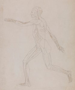 Menschliche Figur, Seitenansicht (Bezogen auf Tafel XIII, detaillierte Studie der Blutgefäße, die die Muskeln versorgen) von George Stubbs