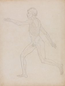 Menschliche Figur, seitliche Ansicht von George Stubbs