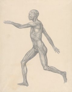 Menschliche Figur, Seitenansicht, nach Entfernung der Haut und der darunter liegenden Faszienschichten (Fertige Studie für Tabelle XIII) von George Stubbs