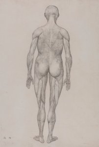 Menschliche Figur, Rückansicht (Fast identisch mit der fertigen Zeichnung für Tafel XII) von George Stubbs