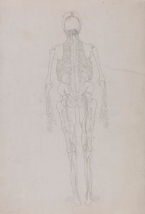 Menschliche Figur, Rückansicht (Umrisszeichnung für eine Schlüsselfigur, die das Endstadium der Dissektion zeigt) von George Stubbs