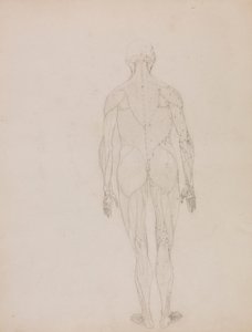 Menschliche Figur, Rückansicht (Umrisszeichnung für Schlüsselfigur zu Tafel XII) von George Stubbs