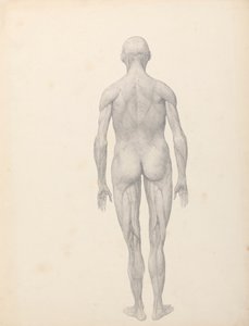 Menschliche Figur, Rückansicht, teilweise seziert (Fertige Studie für Tabelle XII)