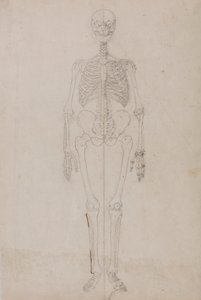 Menschliches Skelett, Vorderansicht (Endstudie) von George Stubbs