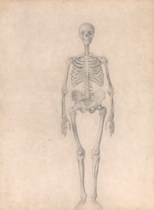 Menschliches Skelett, Vorderansicht (Fertige Studie für Tabelle I)