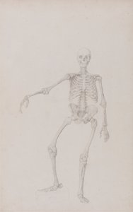 Menschliches Skelett, Vorderansicht (Rechter Arm ausgestreckt; fertige Studie für unveröffentlichte Tabelle) von George Stubbs