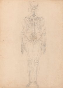 Menschliches Skelett, Vorderansicht von George Stubbs