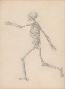 Menschliches Skelett, Seitenansicht (Nahe der endgültigen Studie für Tabelle III, aber unterscheidet sich im Detail) von George Stubbs