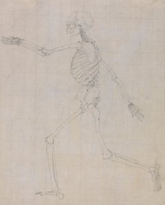 Menschliches Skelett, Seitenansicht (Umriss des Skeletts für die Schlüsselfigur zu Tabelle III) von George Stubbs