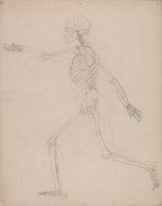 Menschliches Skelett, Seitenansicht von George Stubbs