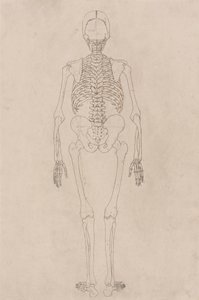 Menschliches Skelett, Rückansicht (Bezieht sich auf Tabelle II) von George Stubbs