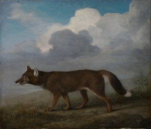 Porträt eines großen Hundes (Dingo)