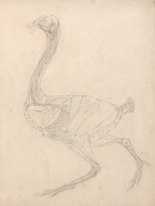 Studie eines Huhns, Seitenansicht, Diagramm für Schlüssel zu Tabelle XV, aus Einem Vergleichenden Anatomischen Exposé der Struktur des menschlichen Körpers mit dem eines Tigers und eines gewöhnlichen Huhns, 1795-1806 von George Stubbs