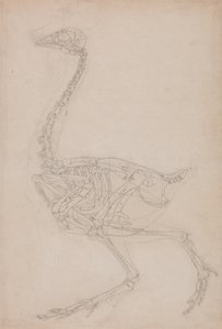 Studie eines Huhns, Seitenansicht, aus A Comparative Anatomical Exposition of the Structure of the Human Body with that of a Tiger and a Common Fowl, 1795-1806 von George Stubbs