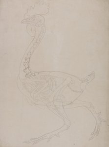 Studie eines Huhns, Seitenansicht, aus A Comparative Anatomical Exposition of the Structure of the Human Body with that of a Tiger and a Common Fowl, 1795-1806 von George Stubbs