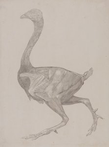 Studie eines Huhns, Seitenansicht, aus Ein Vergleichender Anatomischer Exposition der Struktur des menschlichen Körpers mit der eines Tigers und eines gewöhnlichen Huhns, 1795-1806 von George Stubbs