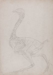 Studie eines Huhns, Seitenansicht, aus Ein Vergleichender Anatomischer Exposition der Struktur des menschlichen Körpers mit der eines Tigers und eines gewöhnlichen Huhns, 1795-1806 von George Stubbs