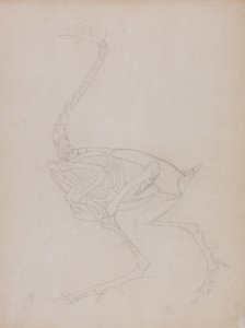 Studie eines Huhns, Seitenansicht, aus Ein Vergleichender Anatomischer Exposition der Struktur des menschlichen Körpers mit der eines Tigers und eines gewöhnlichen Huhns, 1795-1806 von George Stubbs