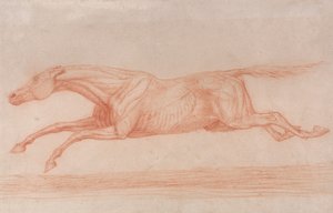 Studie eines Rennpferdes in Aktion: Galoppieren nach links, eine halb-anatomische Studie, mit abgezogener Haut zur Darstellung der Muskelbewegung