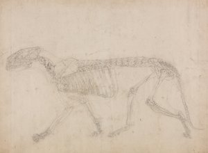 Studie eines Tigers, Seitenansicht, aus Einem Vergleichenden Anatomischen Exposé der Struktur des menschlichen Körpers mit dem eines Tigers und eines gewöhnlichen Huhns, 1795-1806 von George Stubbs