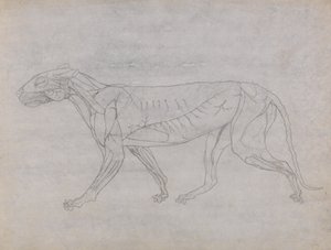 Studie eines Tigers, Seitenansicht, aus Einem Vergleichenden Anatomischen Exposé der Struktur des menschlichen Körpers mit dem eines Tigers und eines gewöhnlichen Huhns, 1795-1806 von George Stubbs