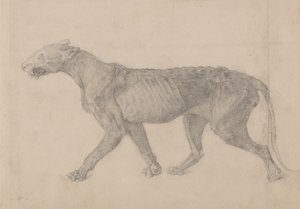 Studie eines Tigers, Seitenansicht, aus Einem Vergleichenden Anatomischen Exposé der Struktur des menschlichen Körpers mit dem eines Tigers und eines gewöhnlichen Huhns, 1795-1806 von George Stubbs