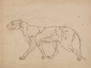 Studie eines Tigers, Seitenansicht, aus Einem Vergleichenden Anatomischen Exposé der Struktur des menschlichen Körpers mit dem eines Tigers und eines gewöhnlichen Huhns, 1795-1806 von George Stubbs
