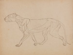 Studie eines Tigers, Seitenansicht, aus Einem Vergleichenden Anatomischen Exposé der Struktur des menschlichen Körpers mit dem eines Tigers und eines gewöhnlichen Huhns, 1795-1806 von George Stubbs