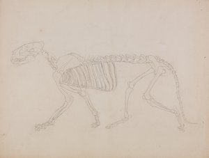 Studie eines Tigers, Seitenansicht, aus 