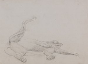 Studie eines Tigers, liegend, ventral betrachtet, aus A Comparative Anatomical Exposition of the Structure of the Human Body with that of a Tiger and a Common Fowl, 1795-1806 von George Stubbs