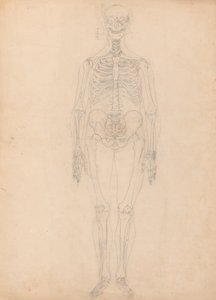 Studie der menschlichen Figur, Vorderansicht, Diagramm für Schlüssel zu Tabelle I, aus Einem Vergleichenden Anatomischen Exposé der Struktur des menschlichen Körpers mit dem eines Tigers und eines gewöhnlichen Huhns, ca. 1795-1806 von George Stubbs