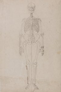 Studie der menschlichen Figur, Vorderansicht, aus Ein vergleichendes anatomisches Exposé der Struktur des menschlichen Körpers mit dem eines Tigers und eines gewöhnlichen Huhns von George Stubbs