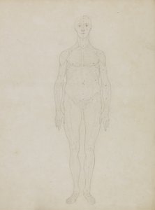Studie der menschlichen Figur, Vorderansicht, aus 
