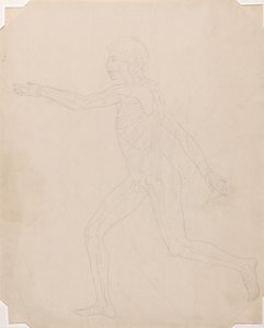 Studie der menschlichen Figur, Seitenansicht, Ein Vergleichendes Anatomisches Exposé der Struktur des menschlichen Körpers mit dem eines Tigers und eines gewöhnlichen Huhns, ca. 1795-1806 von George Stubbs