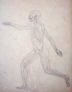 Studie der menschlichen Figur, Seitenansicht, aus Ein vergleichendes anatomisches Exposé der Struktur des menschlichen Körpers mit dem eines Tigers und eines gewöhnlichen Huhns von George Stubbs