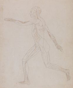 Studie der menschlichen Figur, Seitenansicht, aus Ein vergleichendes anatomisches Exposé der Struktur des menschlichen Körpers mit dem eines Tigers und eines gewöhnlichen Huhns von George Stubbs