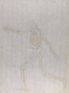 Studie der menschlichen Figur, Seitenansicht, aus Einem Vergleichenden Anatomischen Exposé der Struktur des menschlichen Körpers mit dem eines Tigers und eines gewöhnlichen Huhns, 1795-1806 von George Stubbs