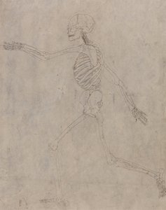 Studie der menschlichen Figur, Seitenansicht, aus Einem Vergleichenden Anatomischen Exposé der Struktur des menschlichen Körpers mit dem eines Tigers und eines gewöhnlichen Huhns, 1795-1806 von George Stubbs
