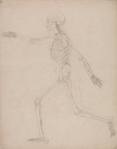 Studie der menschlichen Figur, Seitenansicht, aus Einem Vergleichenden Anatomischen Exposé der Struktur des menschlichen Körpers mit dem eines Tigers und eines gewöhnlichen Huhns, 1795-1806 von George Stubbs