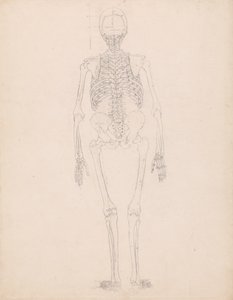 Studie der menschlichen Figur, Rückansicht, Diagramm für Schlüssel zu Tabelle II, aus Einem Vergleichenden Anatomischen Exposé der Struktur des menschlichen Körpers mit dem eines Tigers und eines gewöhnlichen Huhns, ca. 1795-1806 von George Stubbs