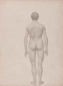 Studie der menschlichen Figur, Rückansicht, unseziert, fertige Studie für Tabelle VII, aus Einem Vergleichenden Anatomischen Exposé der Struktur des menschlichen Körpers mit dem eines Tigers und eines gewöhnlichen Huhns von George Stubbs