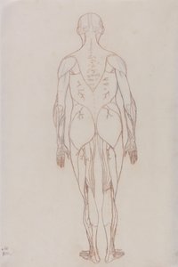 Studie der menschlichen Figur, Rückansicht, aus Ein vergleichendes anatomisches Exposé der Struktur des menschlichen Körpers mit dem eines Tigers und eines gewöhnlichen Huhns