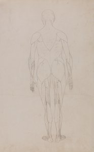Studie der menschlichen Figur, Rückansicht, aus Ein vergleichendes anatomisches Exposé der Struktur des menschlichen Körpers mit dem eines Tigers und eines gewöhnlichen Huhns