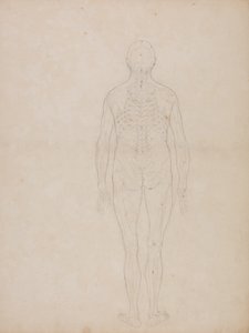 Studie der menschlichen Figur, Rückansicht, aus Ein vergleichendes anatomisches Exposé der Struktur des menschlichen Körpers mit dem eines Tigers und eines gewöhnlichen Huhns