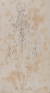 Studie der menschlichen Figur, Rückansicht, aus Ein vergleichendes anatomisches Exposé der Struktur des menschlichen Körpers mit dem eines Tigers und eines gewöhnlichen Huhns von George Stubbs