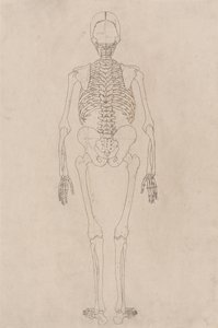 Studie der menschlichen Figur, Rückansicht, aus Einem Vergleichenden Anatomischen Exposé der Struktur des menschlichen Körpers mit dem eines Tigers und eines gewöhnlichen Huhns, ca. 1795-1806