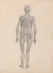 Studie der menschlichen Figur, Rückansicht, mit entfernter Haut und darunterliegenden Faszienschichten, aus Einem Vergleichenden Anatomischen Exposé der Struktur des menschlichen Körpers mit dem eines Tigers und eines gewöhnlichen Huhns von George Stubbs